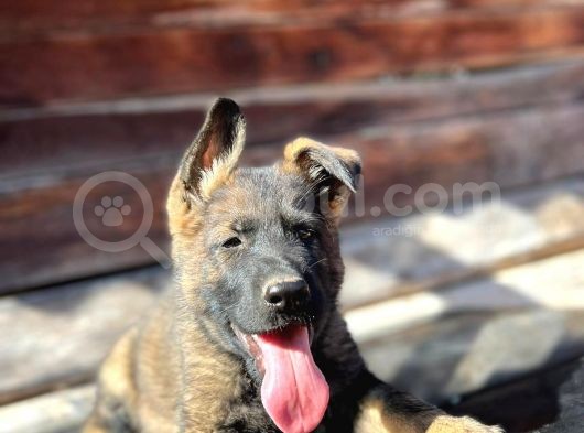 Erkek Dişi Sable Alman Çoban Köpeği Yavruları görsel
