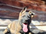 Erkek Dişi Sable Alman Çoban Köpeği Yavruları