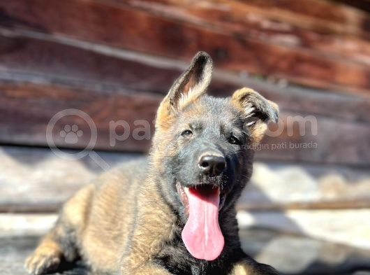 Erkek Dişi Sable Alman Çoban Köpeği Yavruları görsel
