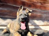Erkek Dişi Sable Alman Çoban Köpeği Yavruları