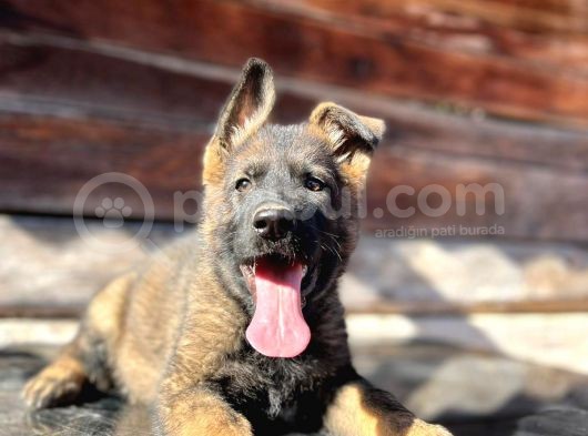 Erkek Dişi Sable Alman Çoban Köpeği Yavruları görsel