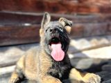 Erkek Dişi Sable Alman Çoban Köpeği Yavruları