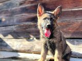 Erkek Dişi Sable Alman Çoban Köpeği Yavruları