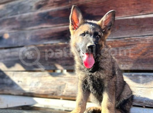 Erkek Dişi Sable Alman Çoban Köpeği Yavruları görsel