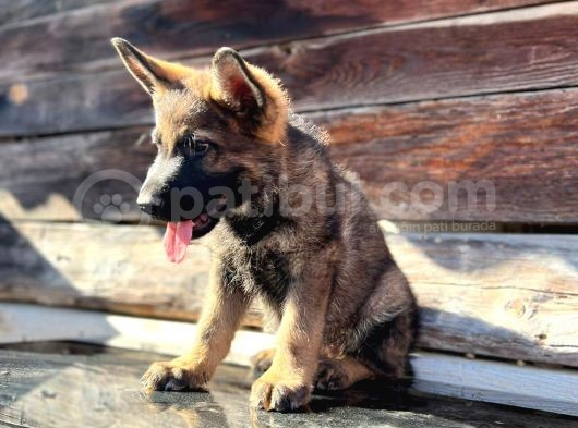 Erkek Dişi Sable Alman Çoban Köpeği Yavruları görsel