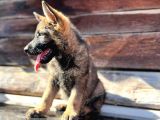 Erkek Dişi Sable Alman Çoban Köpeği Yavruları