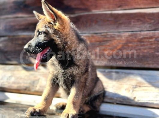 Erkek Dişi Sable Alman Çoban Köpeği Yavruları görsel