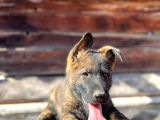 Erkek Dişi Sable Alman Çoban Köpeği Yavruları