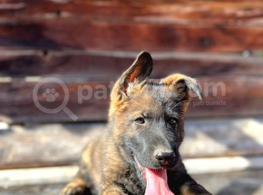 Erkek Dişi Sable Alman Çoban Köpeği Yavruları görsel
