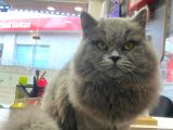 British Longhair