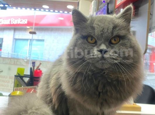British Longhair görsel