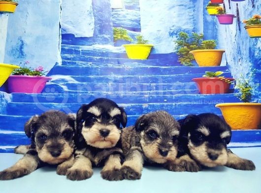 Türki̇ye De Tek Resmi̇ Üreti̇ci̇si̇nden Mi̇nyatür Schnauzer Yavrular görsel