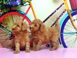 Toy Poodle Yavrusu