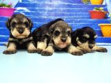 Türki̇ye De Tek Resmi̇ Üreti̇ci̇si̇nden Mi̇nyatür Schnauzer Yavrular