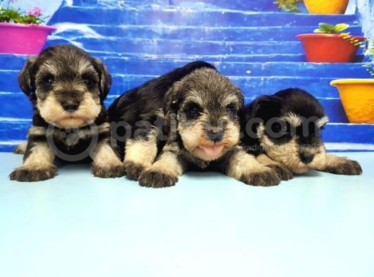 Türki̇ye De Tek Resmi̇ Üreti̇ci̇si̇nden Mi̇nyatür Schnauzer Yavrular görsel