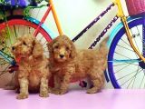 Toy Poodle Yavrusu