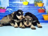 Türki̇ye De Tek Resmi̇ Üreti̇ci̇si̇nden Mi̇nyatür Schnauzer Yavrular