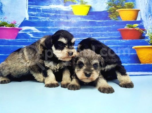 Türki̇ye De Tek Resmi̇ Üreti̇ci̇si̇nden Mi̇nyatür Schnauzer Yavrular görsel