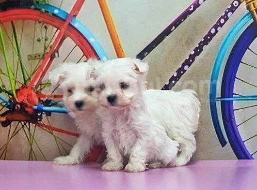 Maltese Terri̇er Yavrusu görsel