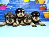 Türki̇ye De Tek Resmi̇ Üreti̇ci̇si̇nden Mi̇nyatür Schnauzer Yavrular