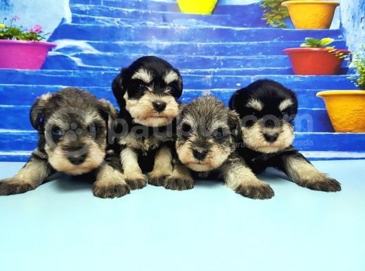 Türki̇ye De Tek Resmi̇ Üreti̇ci̇si̇nden Mi̇nyatür Schnauzer Yavrular