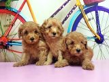 Toy Poodle Yavrusu