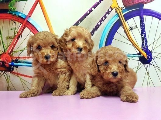 Toy Poodle Yavrusu görsel