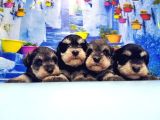 Türki̇ye De Tek Resmi̇ Üreti̇ci̇si̇nden Mi̇nyatür Schnauzer Yavrular