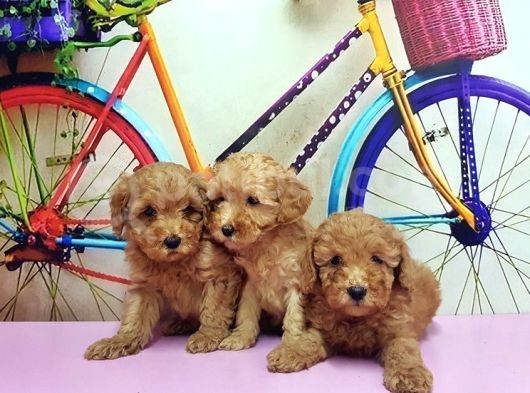 Toy Poodle Yavrusu görsel