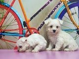 Maltese Terri̇er Yavrusu