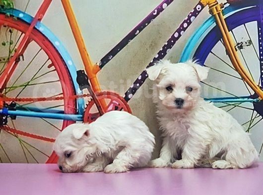 Maltese Terri̇er Yavrusu görsel