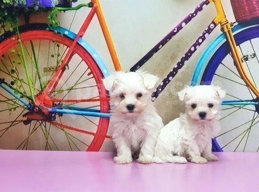 Maltese Terri̇er Yavrusu görsel