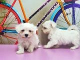 Maltese Terri̇er Yavrusu