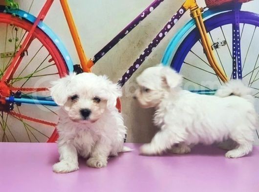 Maltese Terri̇er Yavrusu görsel