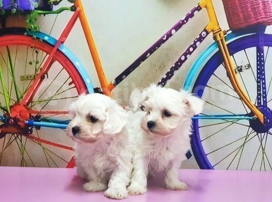 Maltese Terri̇er Yavrusu görsel