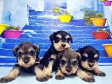 Türki̇ye De Tek Resmi̇ Üreti̇ci̇si̇nden Mi̇nyatür Schnauzer Yavrular