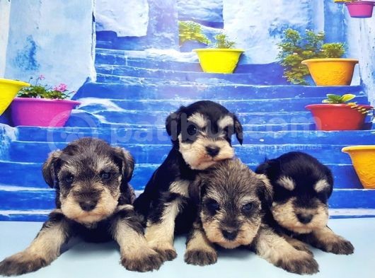 Türki̇ye De Tek Resmi̇ Üreti̇ci̇si̇nden Mi̇nyatür Schnauzer Yavrular görsel