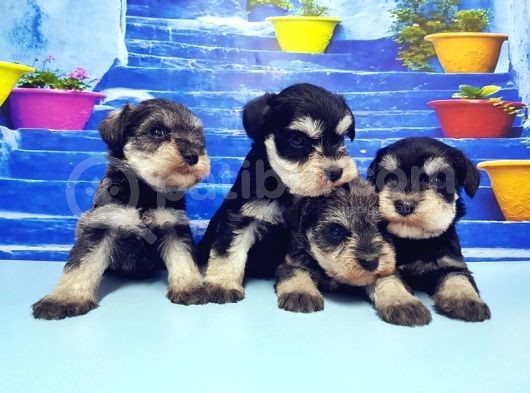 Türki̇ye De Tek Resmi̇ Üreti̇ci̇si̇nden Mi̇nyatür Schnauzer Yavrular görsel