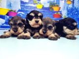 Türki̇ye De Tek Resmi̇ Üreti̇ci̇si̇nden Mi̇nyatür Schnauzer Yavrular