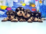 Türki̇ye De Tek Resmi̇ Üreti̇ci̇si̇nden Mi̇nyatür Schnauzer Yavrular