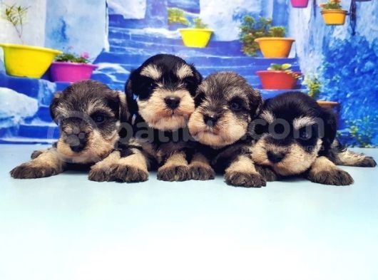 Türki̇ye De Tek Resmi̇ Üreti̇ci̇si̇nden Mi̇nyatür Schnauzer Yavrular görsel