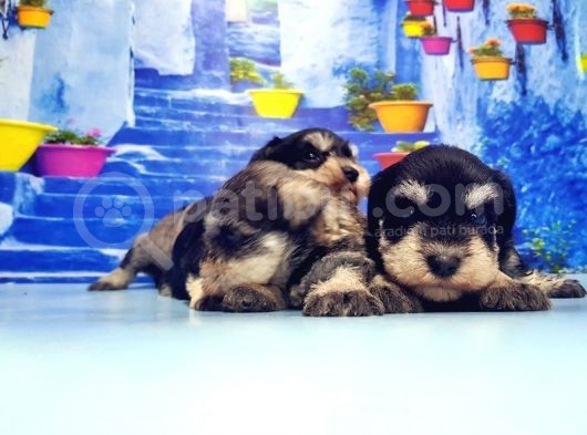 Türki̇ye De Tek Resmi̇ Üreti̇ci̇si̇nden Mi̇nyatür Schnauzer Yavrular görsel