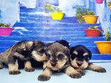 Türki̇ye De Tek Resmi̇ Üreti̇ci̇si̇nden Mi̇nyatür Schnauzer Yavrular