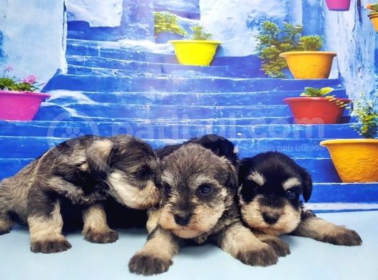 Türki̇ye De Tek Resmi̇ Üreti̇ci̇si̇nden Mi̇nyatür Schnauzer Yavrular görsel