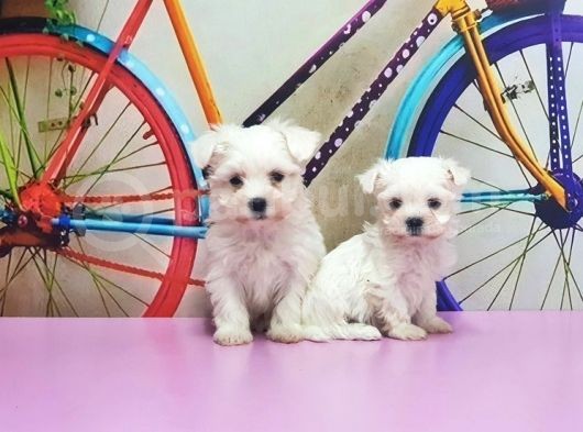 Maltese Terri̇er Yavrusu görsel