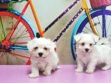 Maltese Terri̇er Yavrusu