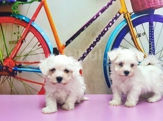 Maltese Terri̇er Yavrusu görsel