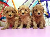 Toy Poodle Yavrusu