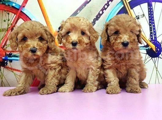 Toy Poodle Yavrusu görsel