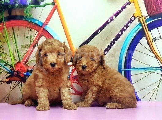 Toy Poodle Yavrusu görsel